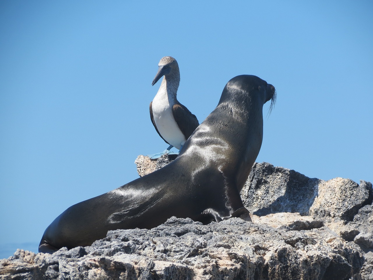 seal, blue footed booby, nature-255522.jpg