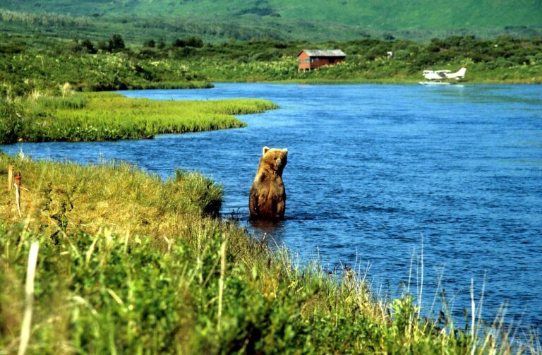 grizzly, brown bear, bear, alaska, karluk, kodiak, grizzly, alaska, alaska, alaska, alaska, kodiak, kodiak, kodiak, kodiak, kodiak-4754956.jpg